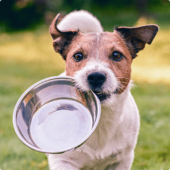 Is Human-Grade Dog Food Better For Your Pet?